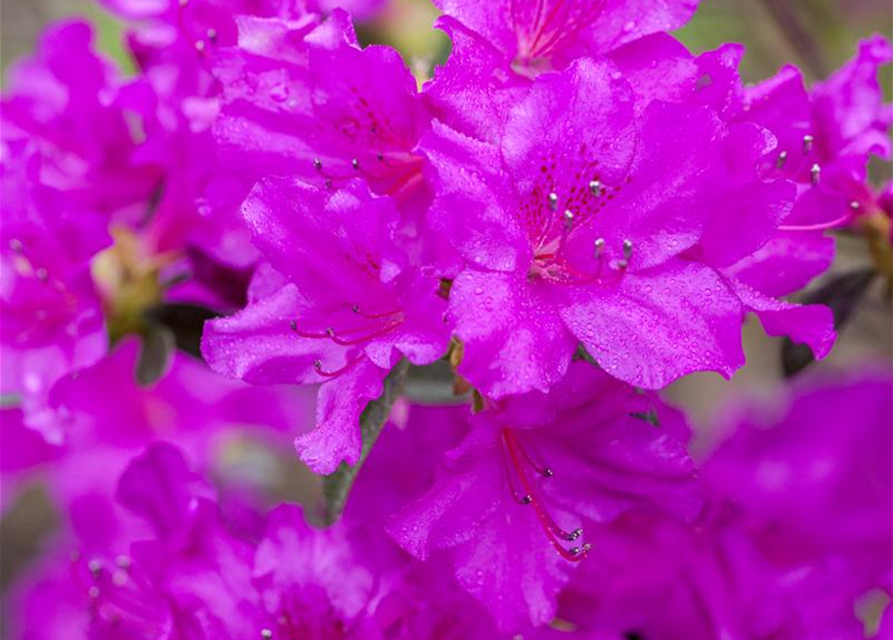 Rhododendron obtusum Königstein