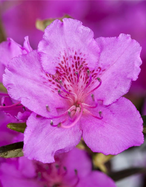 Rhododendron obtusum Königstein