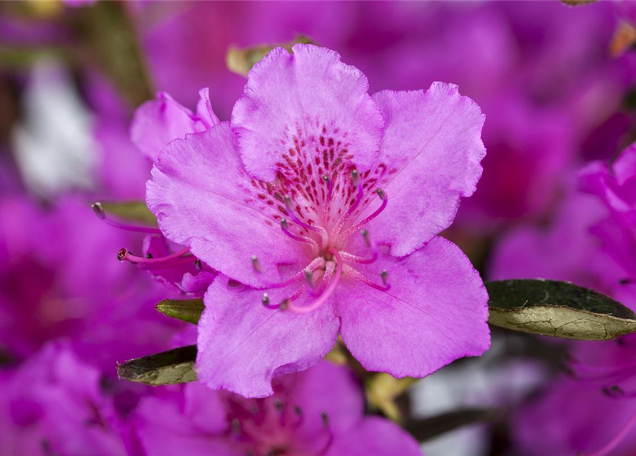 Rhododendron obtusum Königstein