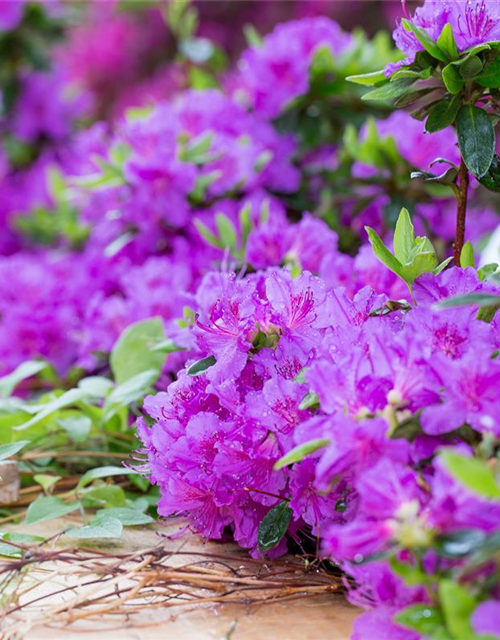 Rhododendron obtusum Königstein