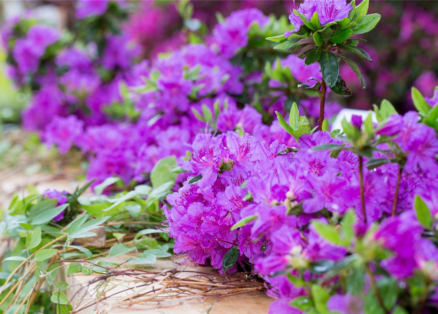 Rhododendron obtusum Königstein