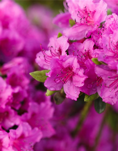 Rhododendron obtusum Königstein