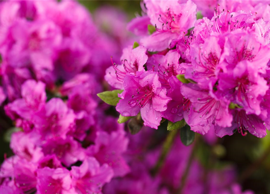 Rhododendron obtusum Königstein