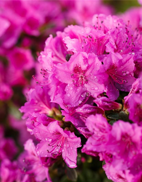 Rhododendron obtusum Königstein