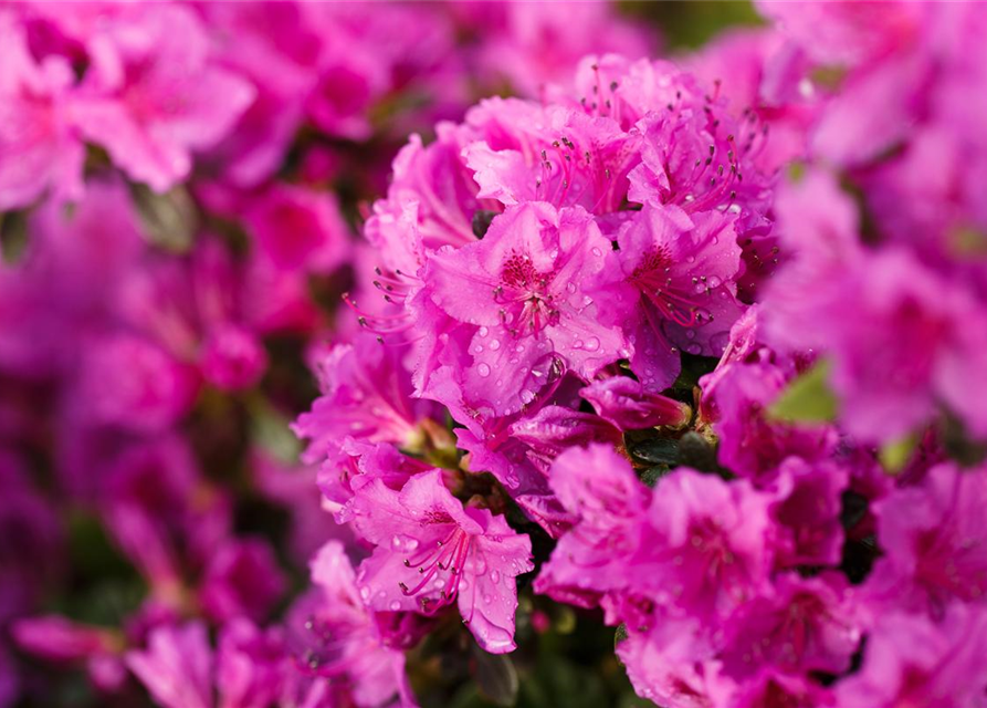 Rhododendron obtusum Königstein