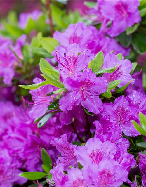 Rhododendron obtusum Königstein