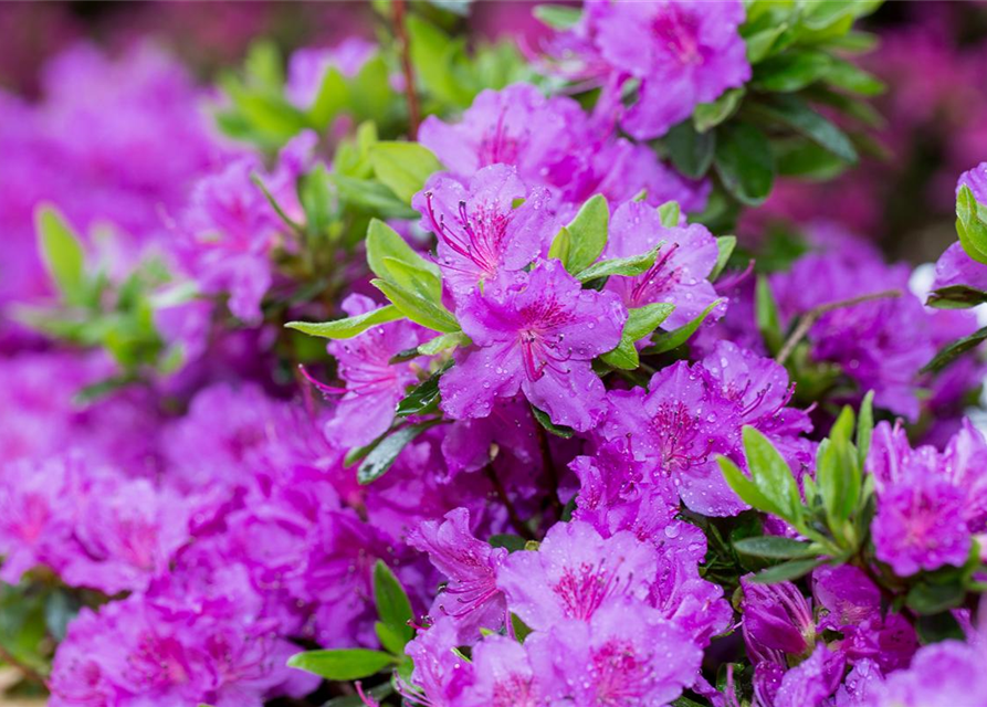 Rhododendron obtusum Königstein