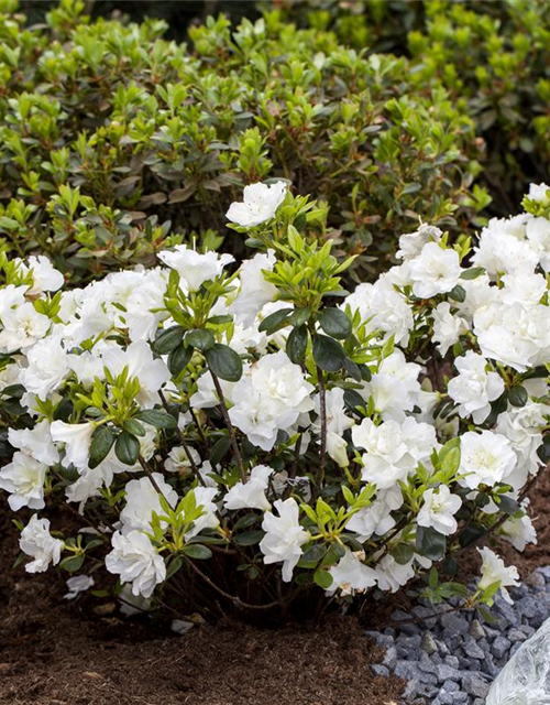 Rhododendron obtusum Schneeperle