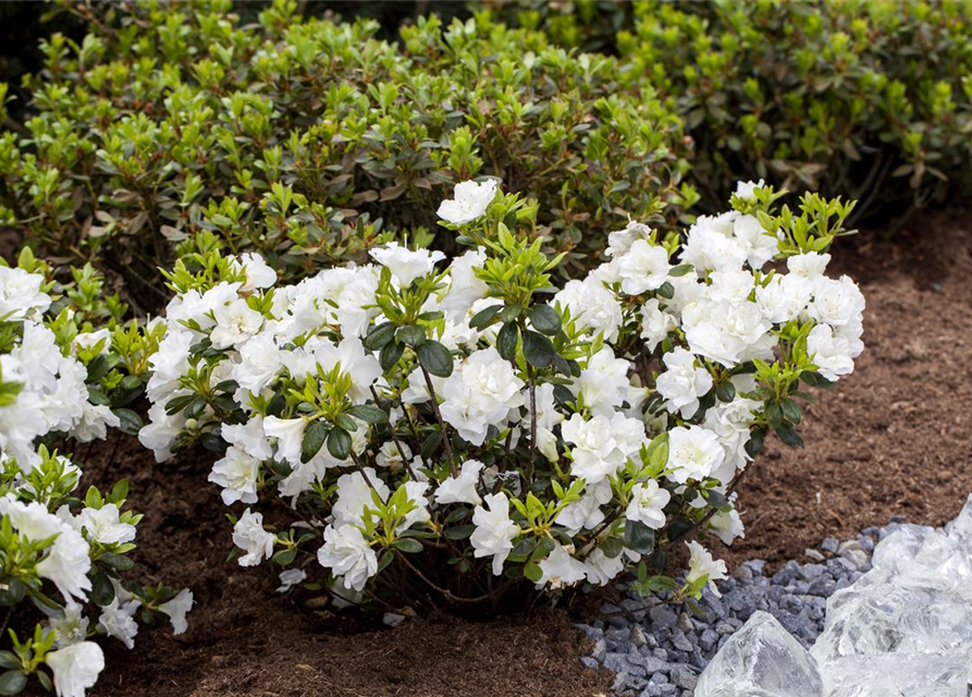 Rhododendron obtusum Schneeperle