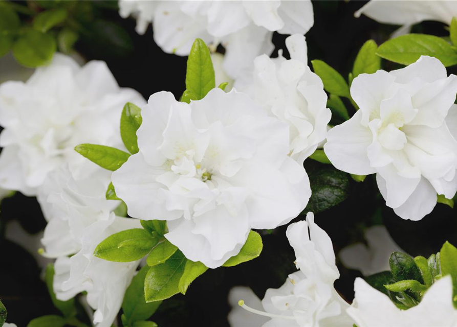 Rhododendron obtusum Schneeperle