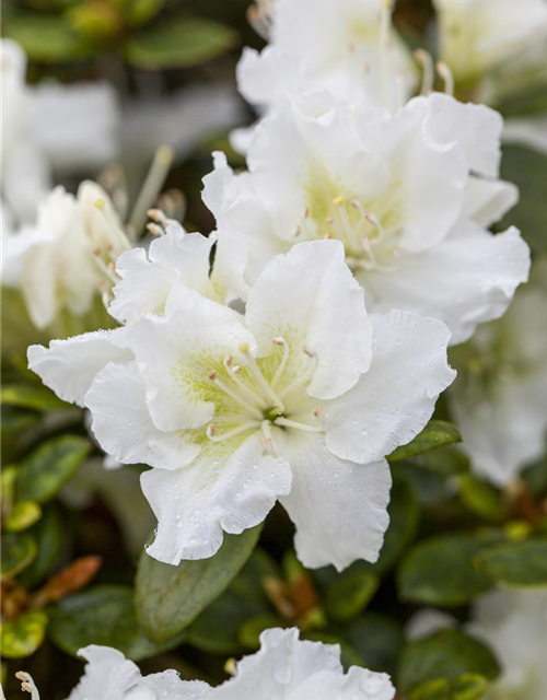 Rhododendron obtusum Schneeperle