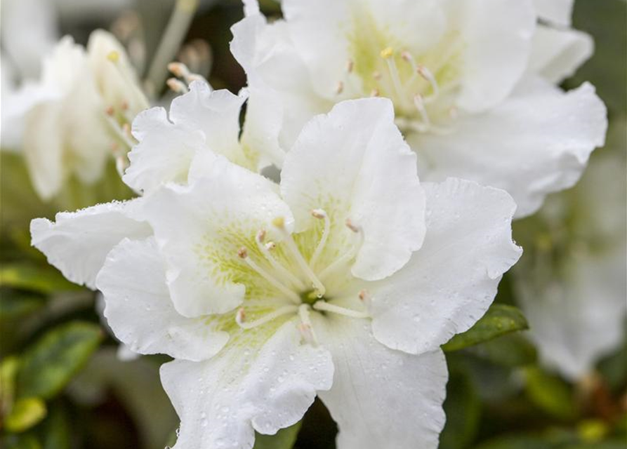 Rhododendron obtusum Schneeperle