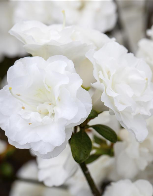 Rhododendron obtusum Schneeperle