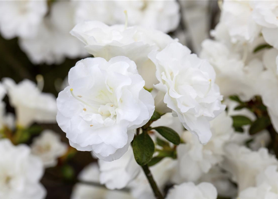 Rhododendron obtusum Schneeperle