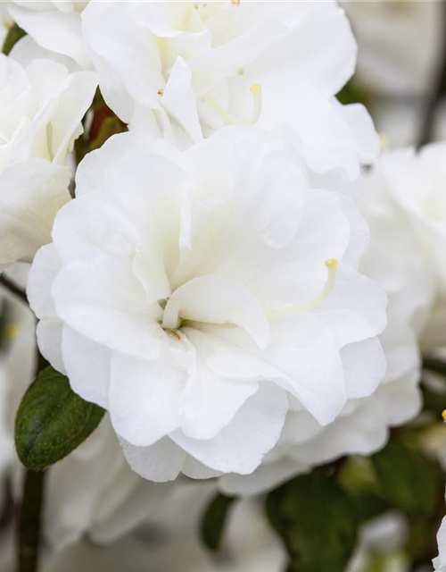 Rhododendron obtusum Schneeperle