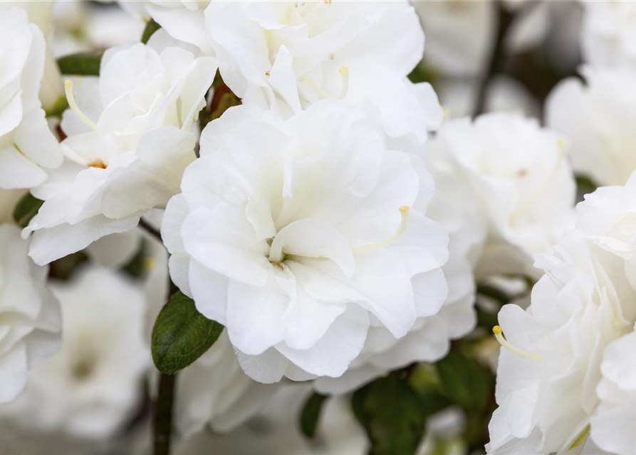 Rhododendron obtusum Schneeperle