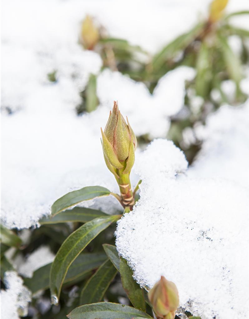 Rhododendron ponticum Graziella