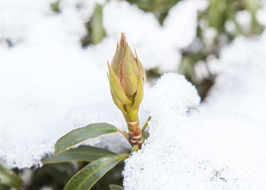 Rhododendron ponticum Graziella