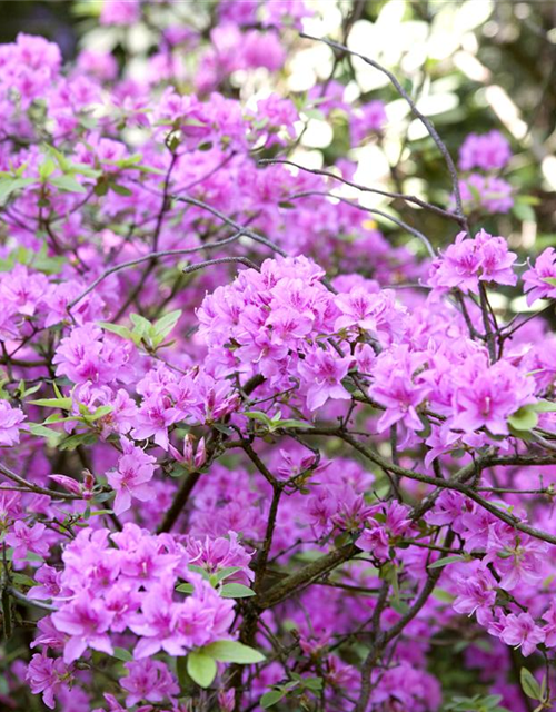 Rhododendron praecox