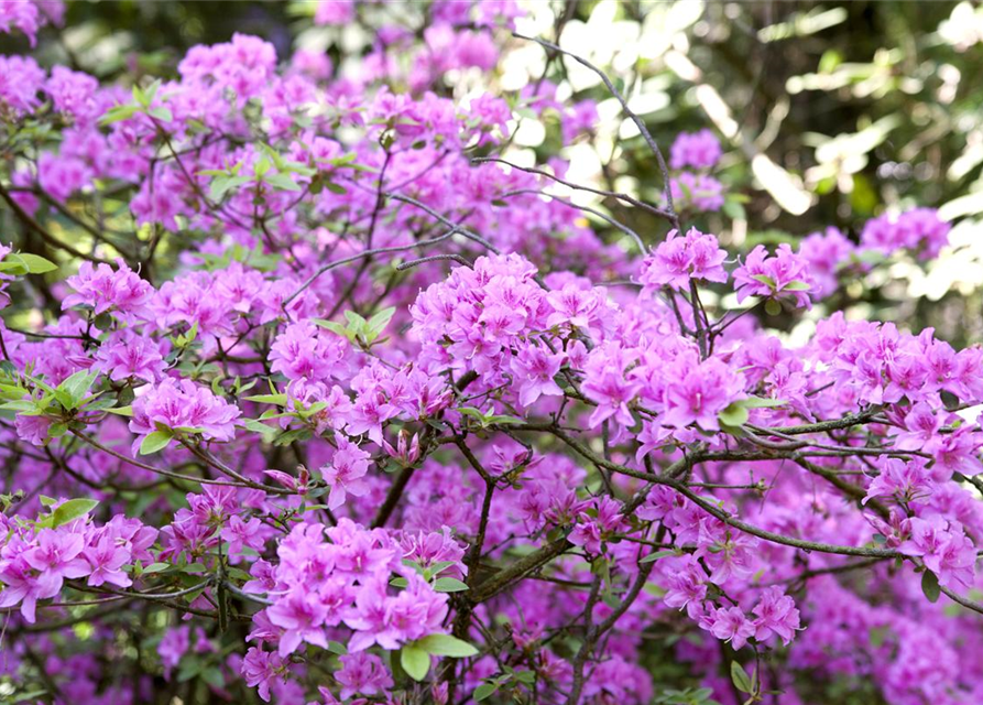 Rhododendron praecox