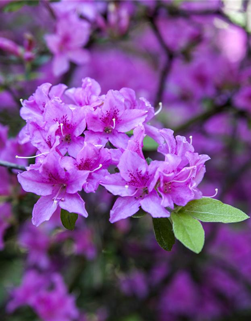 Rhododendron praecox