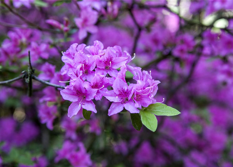 Rhododendron praecox