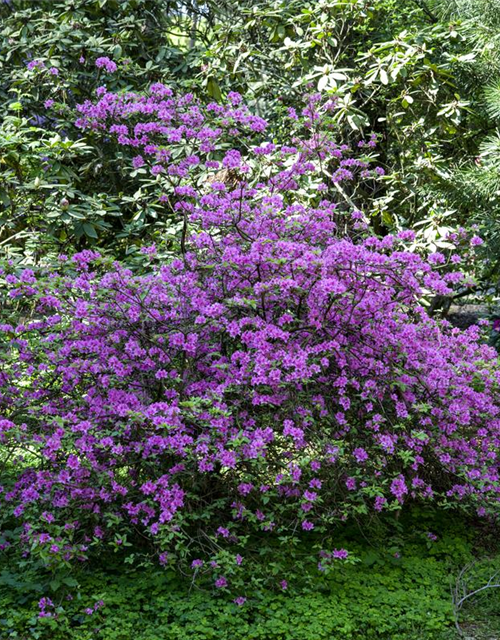 Rhododendron praecox