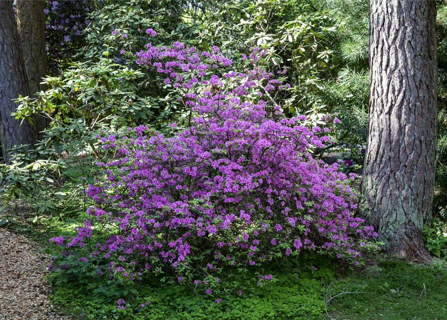 Rhododendron praecox