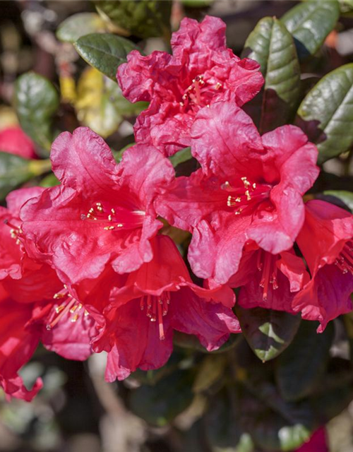 Rhododendron repens Abendrot