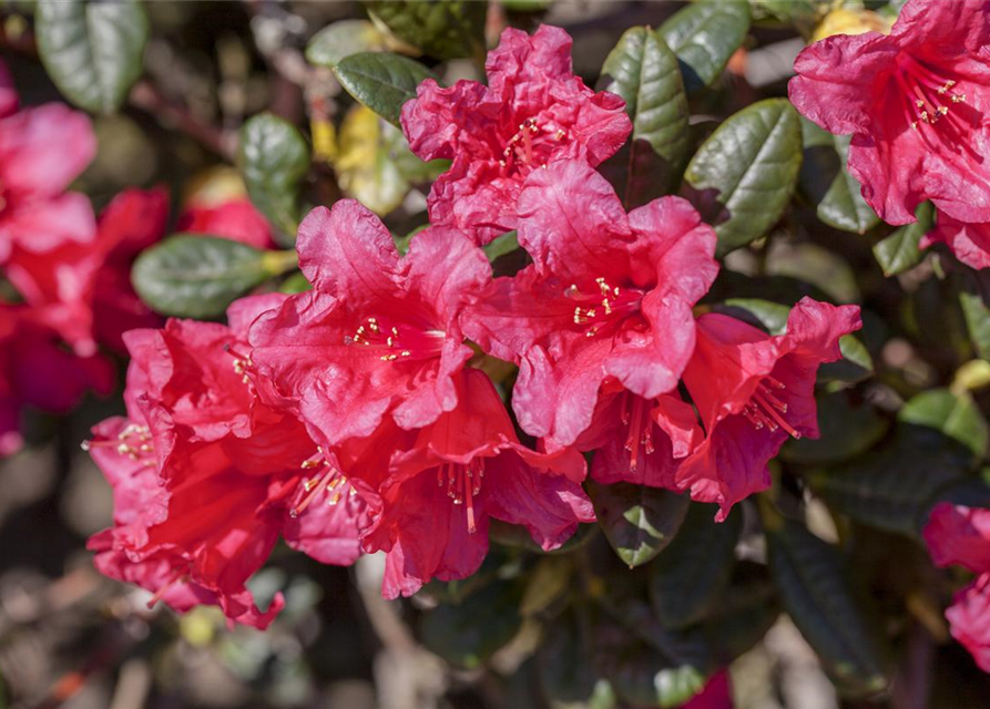 Rhododendron repens Abendrot