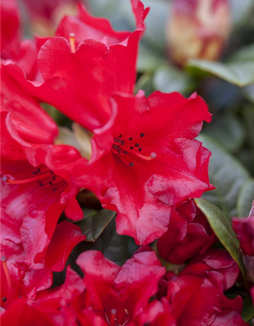 Rhododendron repens Bengal