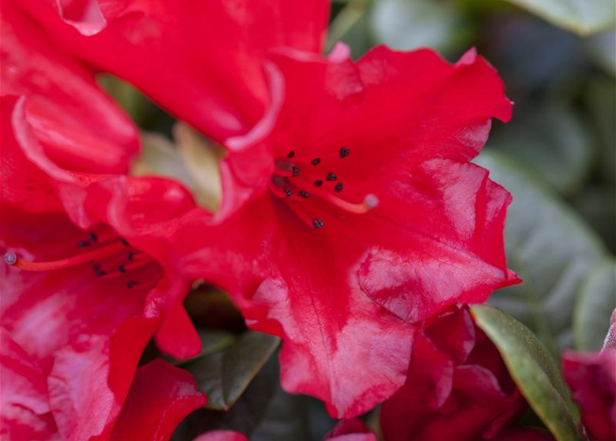 Rhododendron repens Bengal