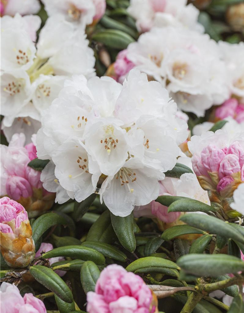 Rhododendron yakushimanum Dreamland