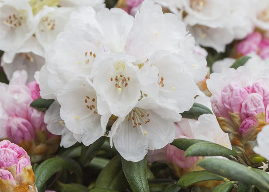 Rhododendron yakushimanum Dreamland