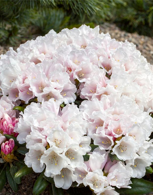 Rhododendron yakushimanum Edelweiß