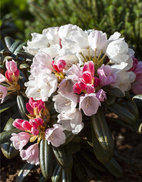 Rhododendron yakushimanum Edelweiß