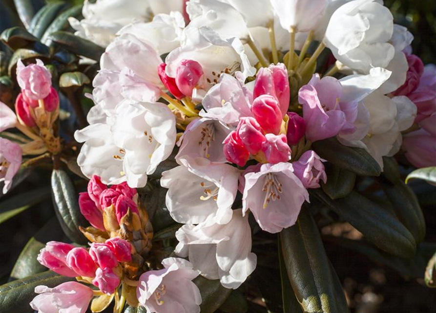 Rhododendron yakushimanum Edelweiß