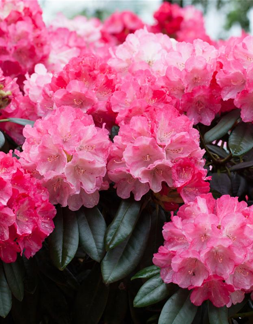 Rhododendron yakushimanum Fantastica