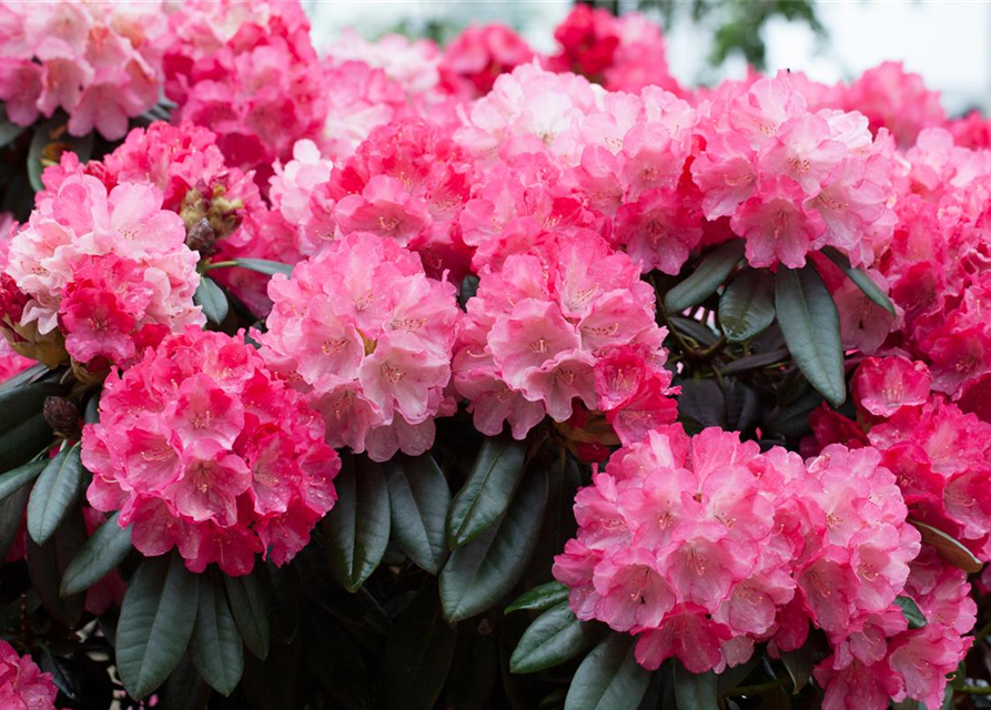 Rhododendron yakushimanum Fantastica