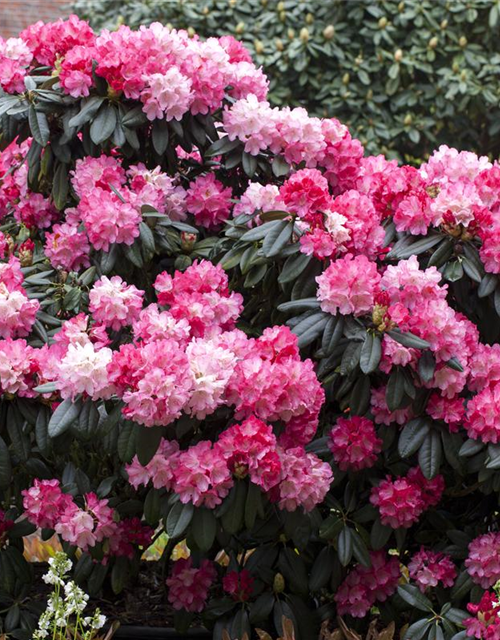 Rhododendron yakushimanum Fantastica