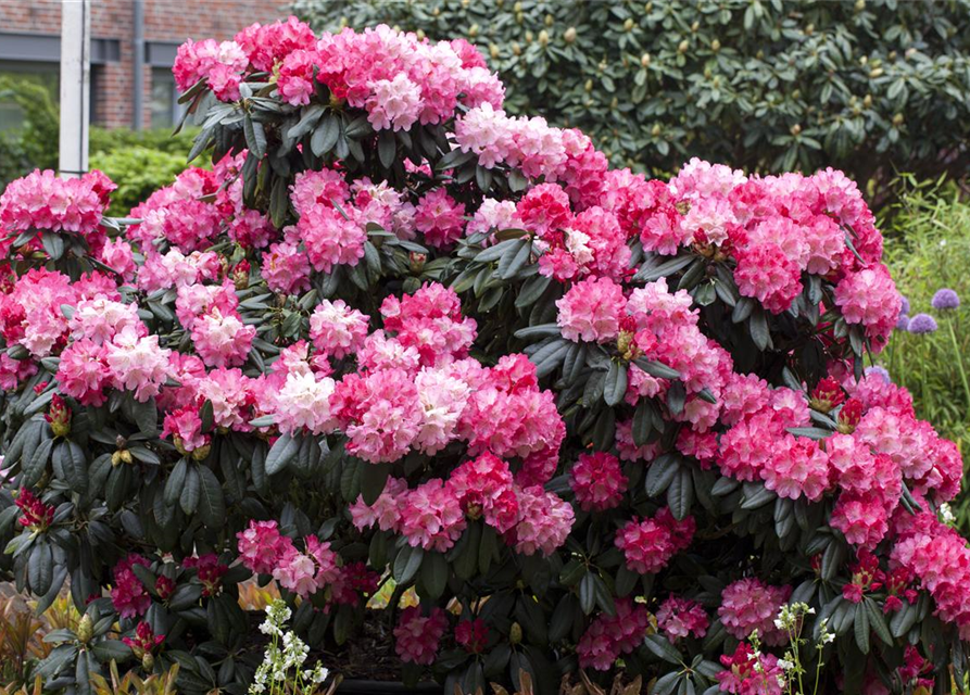 Rhododendron yakushimanum Fantastica