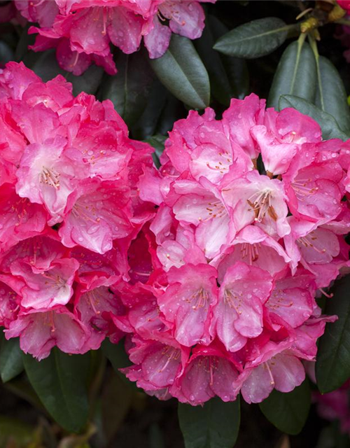 Rhododendron yakushimanum Fantastica