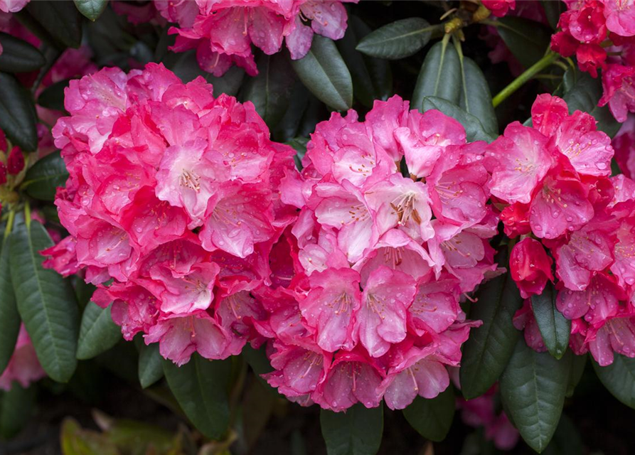 Rhododendron yakushimanum Fantastica