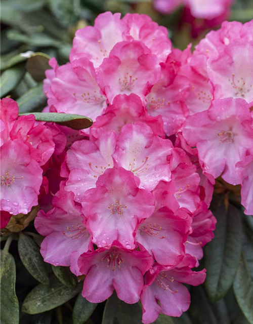 Rhododendron yakushimanum Fantastica