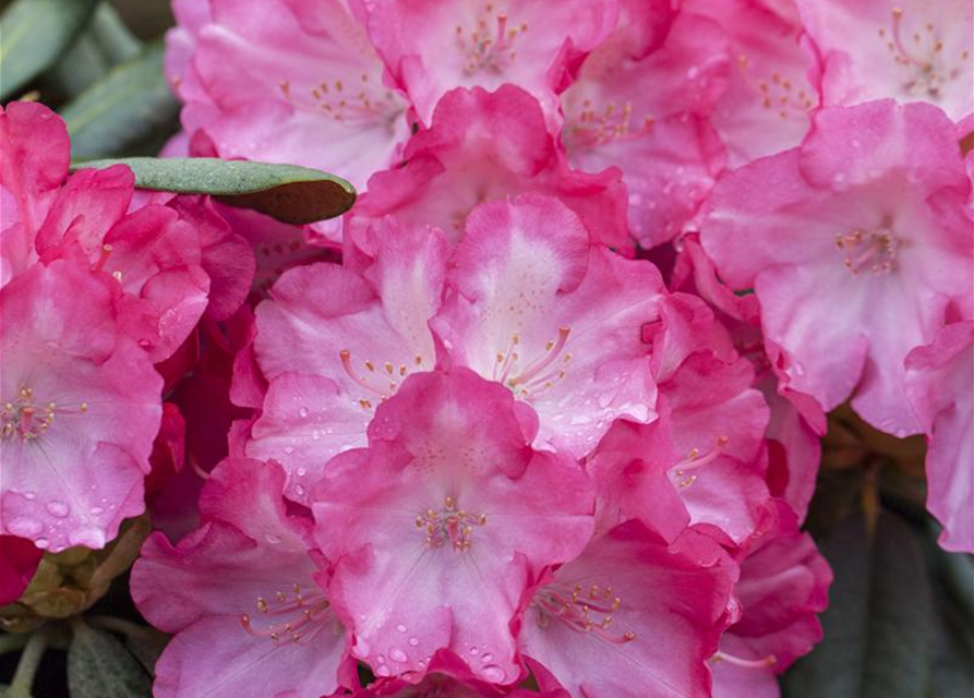 Rhododendron yakushimanum Fantastica