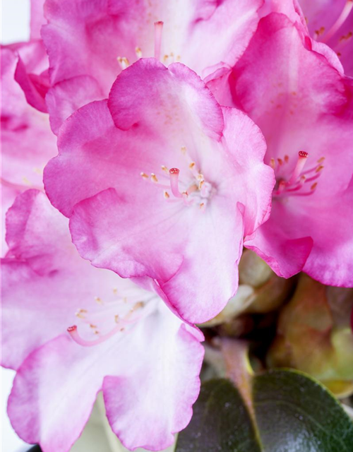 Rhododendron yakushimanum Fantastica