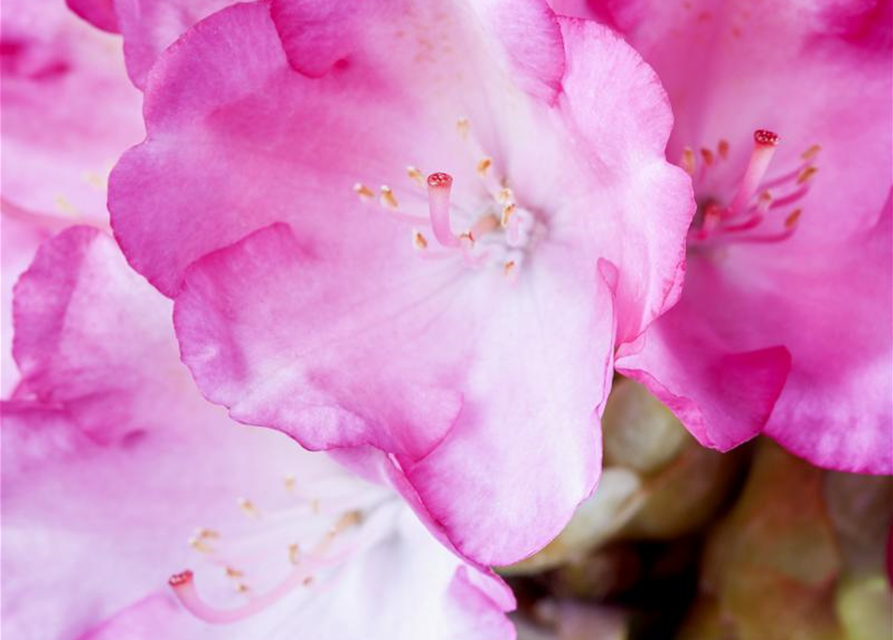 Rhododendron yakushimanum Fantastica