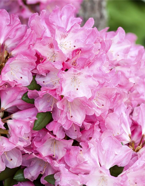 Rhododendron yakushimanum Fantastica