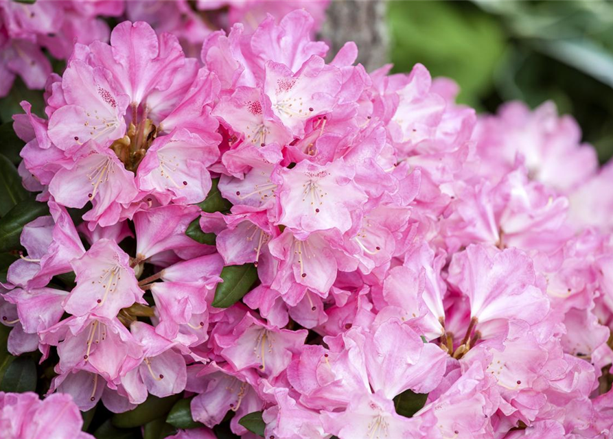 Rhododendron yakushimanum Fantastica