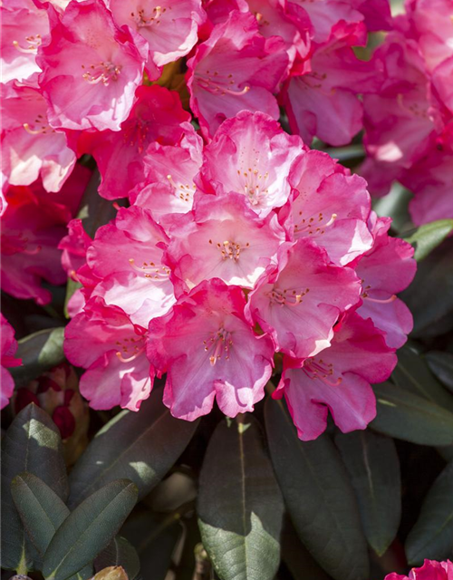 Rhododendron yakushimanum Fantastica